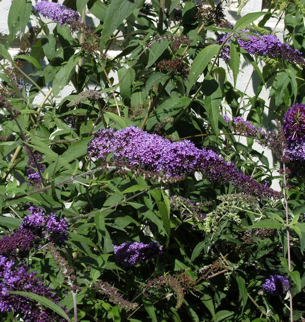 Sommerflieder Ile De France 60-80cm - Buddleja 3 Sommerflieder Ile De France 60-80cm - Buddleja
