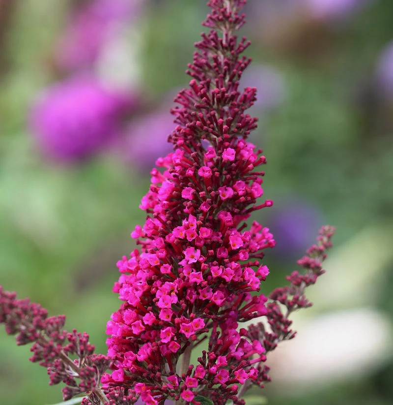 Sommerflieder Miss Ruby 40-60cm - Buddleja 3 Sommerflieder Miss Ruby 40-60cm - Buddleja
