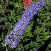 Sommerflieder Nanho Blue 40-60cm - Buddleja 1 Sommerflieder Nanho Blue 40-60cm - Buddleja -Tom 's Orchard Buddleja Nanho Blue