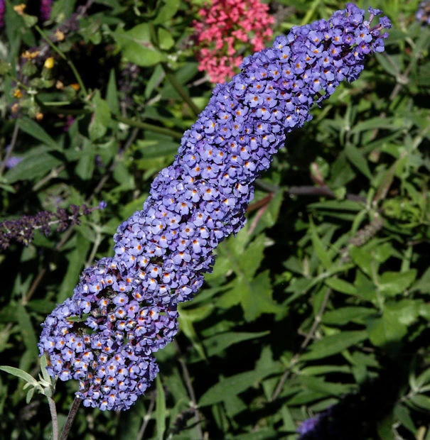 Sommerflieder Nanho Blue 40-60cm - Buddleja 3 Sommerflieder Nanho Blue 40-60cm - Buddleja