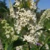 Sommerflieder Peace 60-80cm - Buddleja -Tom 's Orchard Buddleja Peace BLWS180765