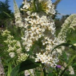 Sommerflieder Peace 60-80cm - Buddleja