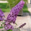 Sommerflieder Pink Delight 80-100cm - Buddleja 2 Sommerflieder Pink Delight 80-100cm - Buddleja -Tom 's Orchard Buddleja Pink Delight 1 1