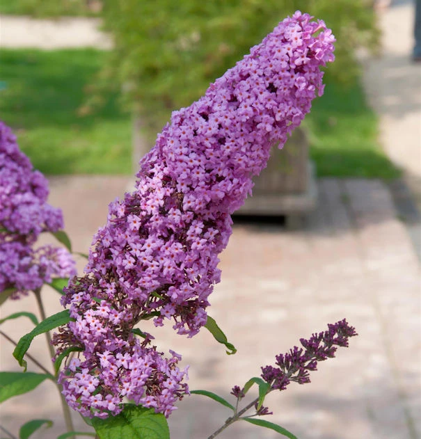 Sommerflieder Pink Delight 80-100cm - Buddleja 3 Sommerflieder Pink Delight 80-100cm - Buddleja