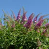 Schmetterlingsflieder Reve De Papillon Pink 60-80cm - Buddleja 1 Schmetterlingsflieder Reve De Papillon Pink 60-80cm - Buddleja -Tom 's Orchard Buddleja Reve de Papillon Pink 1