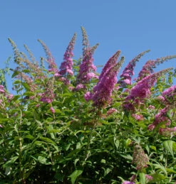 Schmetterlingsflieder Reve De Papillon Pink 60-80cm - Buddleja