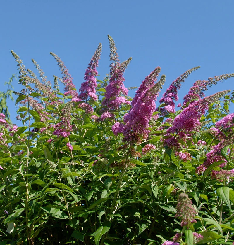 Schmetterlingsflieder Reve De Papillon Pink 40-60cm - Buddleja 3 Schmetterlingsflieder Reve De Papillon Pink 40-60cm - Buddleja