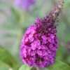 Schmetterlingsflieder Reve De Papillon Blue 60-80cm - Buddleja 1 Schmetterlingsflieder Reve De Papillon Blue 60-80cm - Buddleja -Tom 's Orchard Buddleja Reve de PapillonBlue