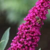Sommerflieder Royal Red 60-80cm - Buddleja 1 Sommerflieder Royal Red 60-80cm - Buddleja -Tom 's Orchard Buddleja RoyalRed