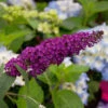 Schmetterlingsflieder Summer Bird Magenta 30-40cm - Buddleja -Tom 's Orchard Buddleja Summer Bird Magenta