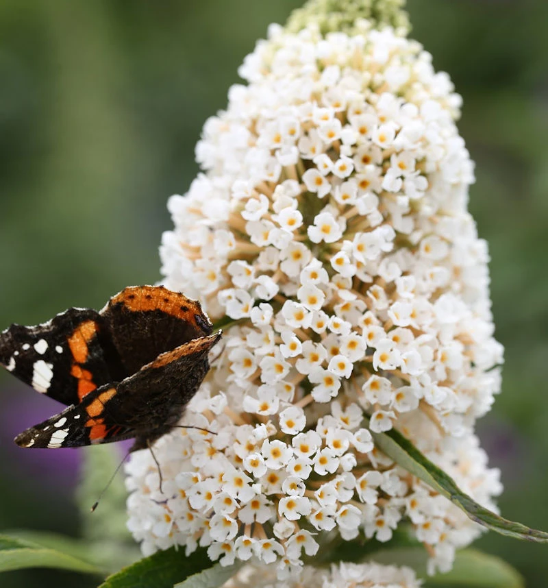 Sommerflieder White Profusion 80-100cm - Buddleja 3 Sommerflieder White Profusion 80-100cm - Buddleja
