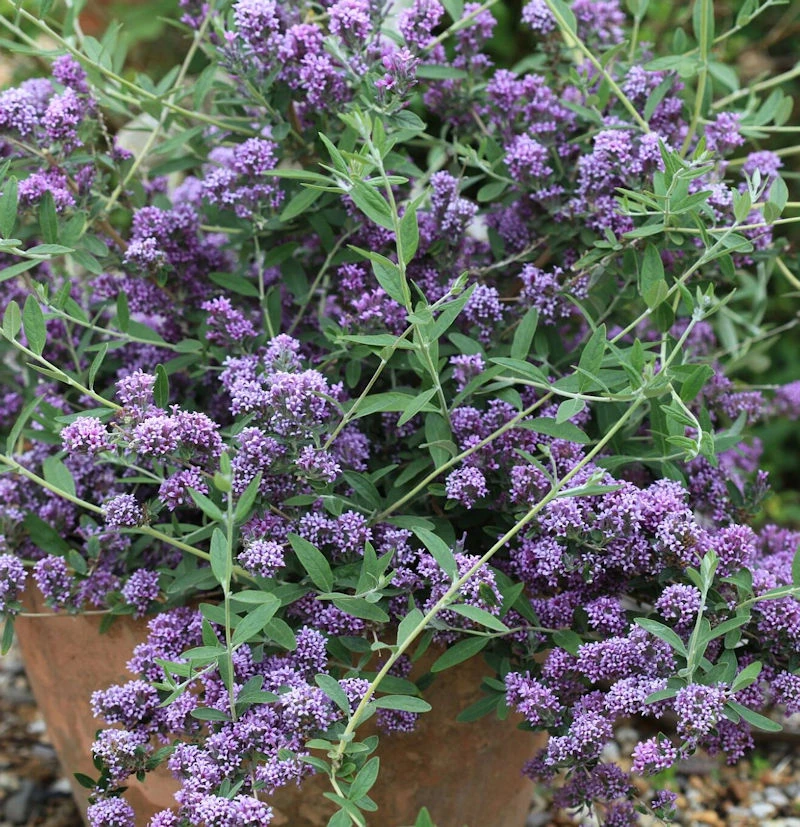 Sommerflieder Unique 30-40cm - Buddleja 3 Sommerflieder Unique 30-40cm - Buddleja