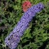 Schmetterlingsstrauch Adonis Blue 60-80cm - Buddleja 2 Schmetterlingsstrauch Adonis Blue 60-80cm - Buddleja -Tom 's Orchard Buddleja davidii AdonisBlue