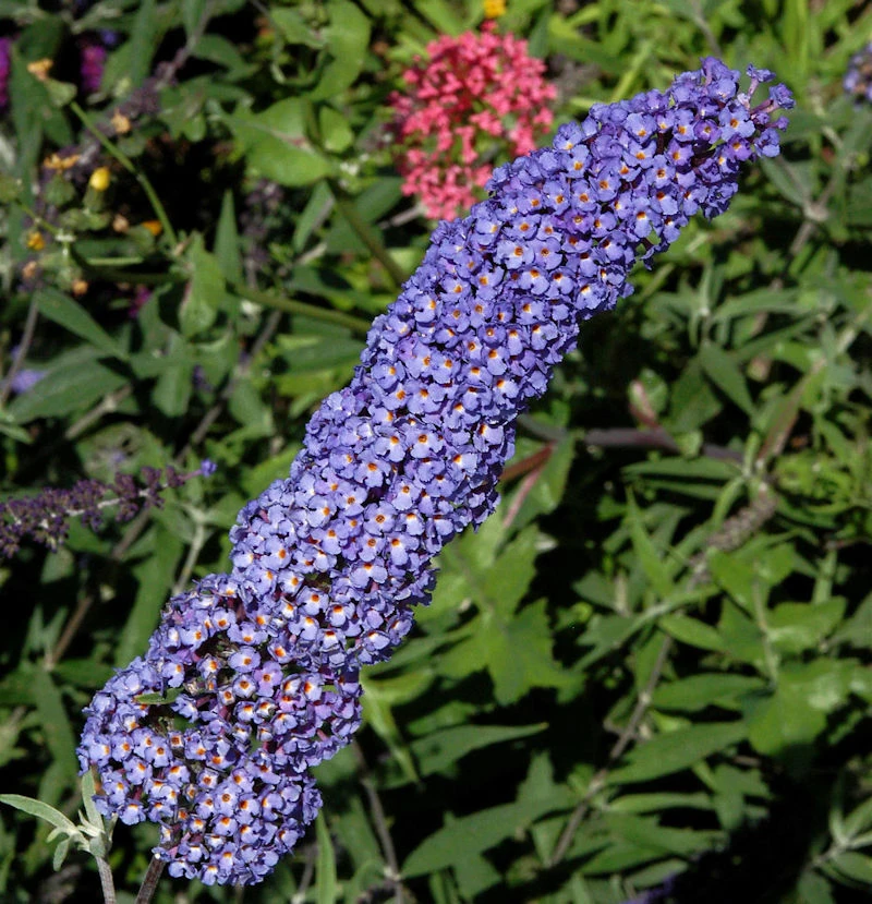 Schmetterlingsstrauch Adonis Blue 60-80cm - Buddleja 3 Schmetterlingsstrauch Adonis Blue 60-80cm - Buddleja