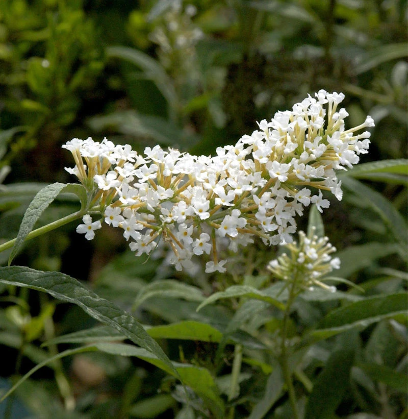 Sommerflieder Miss Pearl® 60-80cm - Buddleja 3 Sommerflieder Miss Pearl® 60-80cm - Buddleja