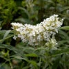 Sommerflieder Miss Pearl® 30-40cm - Buddleja -Tom 's Orchard Buddleja davidii Miss Pearl