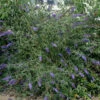 Sommerflieder Lochinch 40-60cm - Buddleja -Tom 's Orchard BuddlejaLochinch