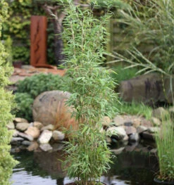 Säulen Bambus Maasai® 100-125cm - Fargesia Murielae