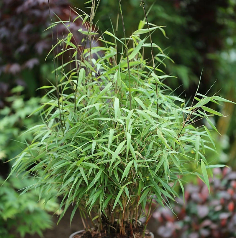 Gartenbambus Asian Wonder 80-100cm - Fargesia Scabrida 3 Gartenbambus Asian Wonder 80-100cm - Fargesia Scabrida