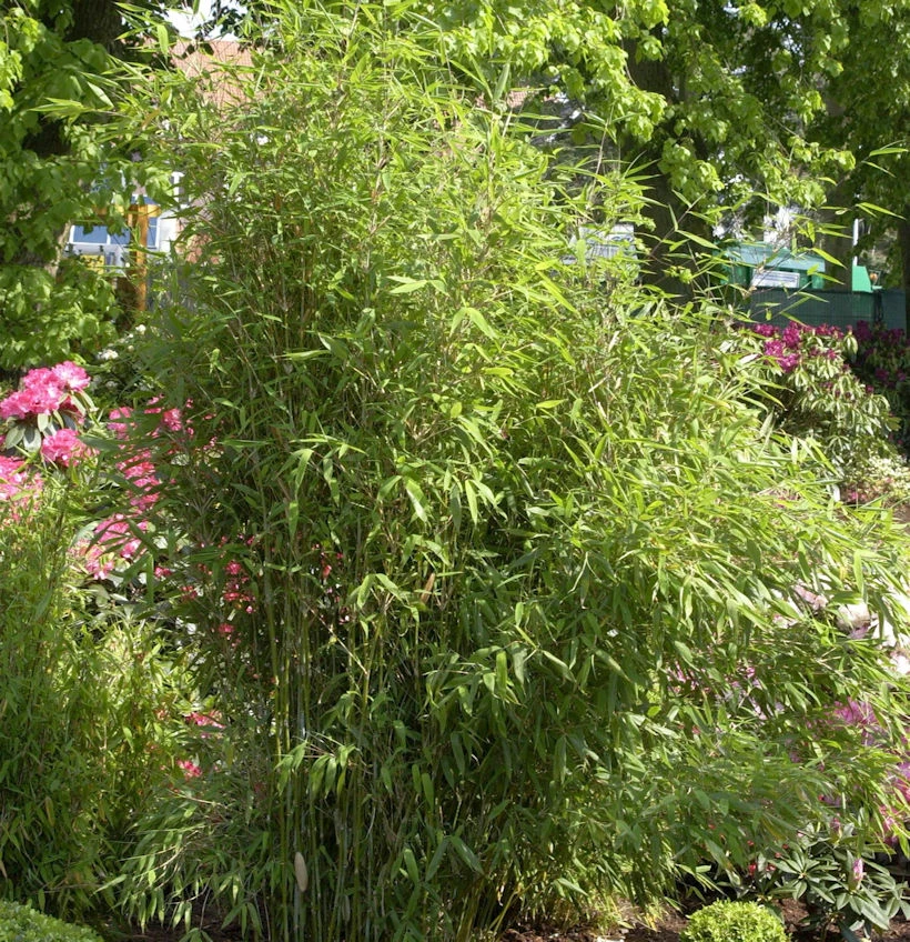 Gartenbambus Simba 80-100cm - Fargesia Murielae 2 Gartenbambus Simba 80-100cm - Fargesia Murielae