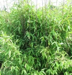 Gartenbambus Winter Joy 80-100cm - Fargesia Hybrid