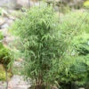 Schirmbambus 100-125cm - Fargesia Murielae 2 Schirmbambus 100-125cm - Fargesia Murielae -Tom 's Orchard Fargesia murielae 3