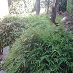 Mini Bambus Elias 30-40cm - Fargesia Murielae