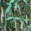 Elfenbeinbambus Ivory Ibis® 100-125cm - Fargesia Murielae 2 Elfenbeinbambus Ivory Ibis® 100-125cm - Fargesia Murielae -Tom 's Orchard Fargesia murielae Ivory Ibis 1