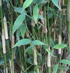 Elfenbeinbambus Ivory Ibis® 125-150cm - Fargesia Murielae