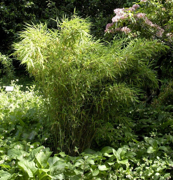 Gartenbambus Jumbo 100-125cm - Fargesia Murielae 3 Gartenbambus Jumbo 100-125cm - Fargesia Murielae