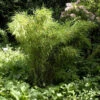 Gartenbambus Jumbo 40-60cm - Fargesia Murielae 1 Gartenbambus Jumbo 40-60cm - Fargesia Murielae -Tom 's Orchard Fargesia murielae Jumbo 1 1