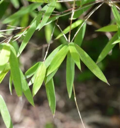 Gartenbambus Lolliloops 40-60cm - Fargesia Murielae