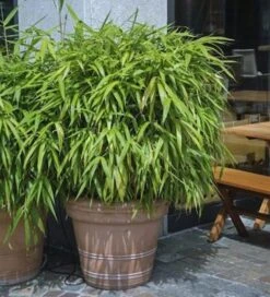 Schirmbambus Pingwu 125-150cm - Fargesia Murielae