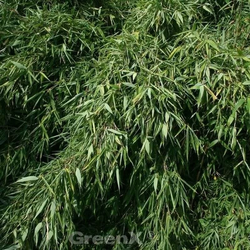 Gartenbambus Silver Bird® 125-150cm - Fargesia Murielae 3 Gartenbambus Silver Bird® 125-150cm - Fargesia Murielae