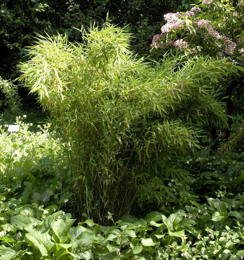 Gartenbambus Standing Stone 100-125cm - Fargesia Murielae 2 Gartenbambus Standing Stone 100-125cm - Fargesia Murielae