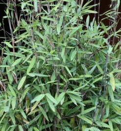 Schwarzer Gartenbambus Black Pearl 100-125cm - Fargesia Nitida