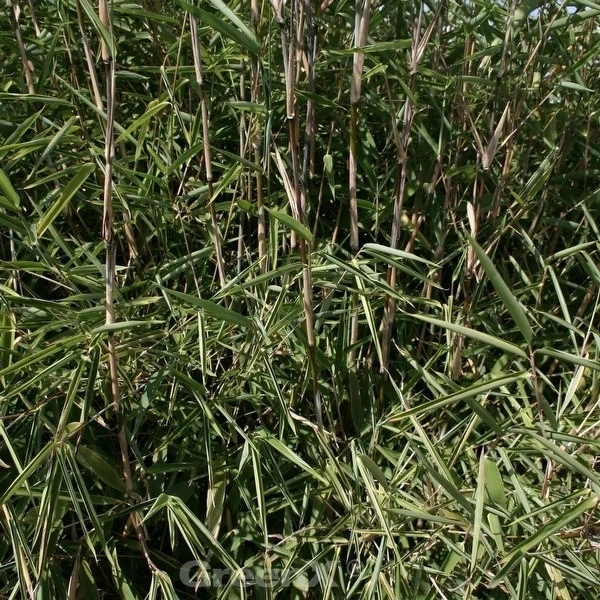 Gartenbambus Great Wall 80-100cm - Fargesia Nitida 3 Gartenbambus Great Wall 80-100cm - Fargesia Nitida