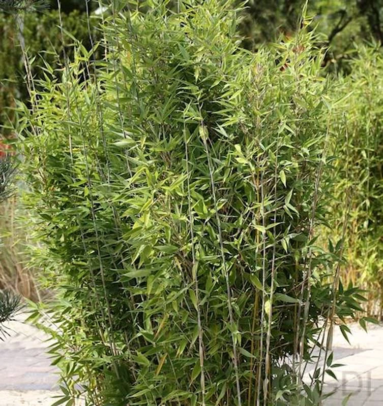 Gartenbambus Obelisk® 80-100cm - Fargesia Nitida 3 Gartenbambus Obelisk® 80-100cm - Fargesia Nitida