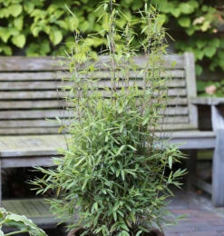 Kugeliger Gartenbambus Volcano 80-100cm - Fargesia Nitida