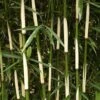 Hoher Heckenbambus Campbell 80-100cm - Fargesia Robusta 1 Hoher Heckenbambus Campbell 80-100cm - Fargesia Robusta -Tom 's Orchard Fargesia robusta Campbell BLWS099224