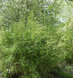 Malachite Bambus Monkeys® 80-100cm - Fargesia Speciosa