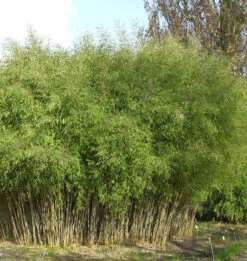 Schwarzer Gartenbambus 60-80cm - Fargesia Nitida