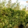Heckenbambus 40-60cm - Fargesia Rufa 1 Heckenbambus 40-60cm - Fargesia Rufa -Tom 's Orchard Fargesiarufa