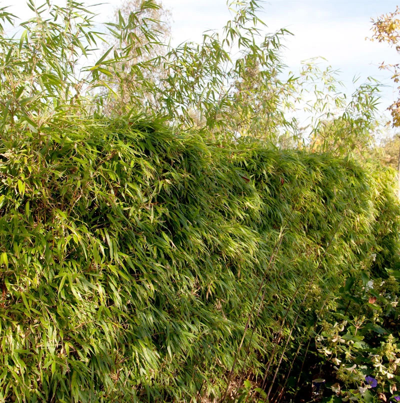 Heckenbambus 80-100cm - Fargesia Rufa 3 Heckenbambus 80-100cm - Fargesia Rufa