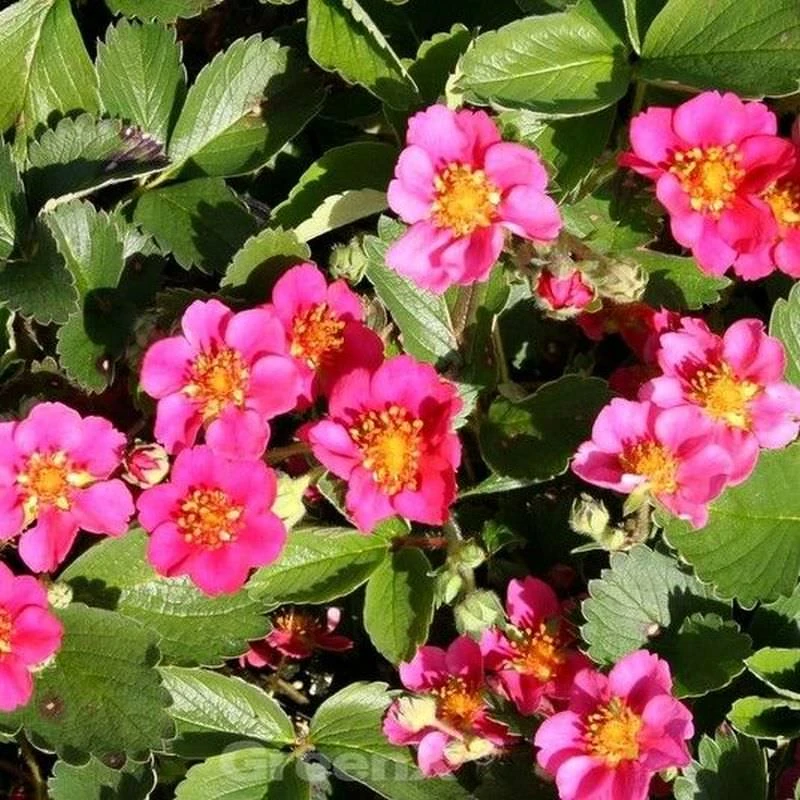Garten Erdbeere Lipstick - Fragaria Ananassa 3 Garten Erdbeere Lipstick - Fragaria Ananassa