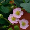 Garten Erdbeere Rosana F1 - Fragaria Ananassa 1 Garten Erdbeere Rosana F1 - Fragaria Ananassa -Tom 's Orchard Fragaria ananassa Rosana F1