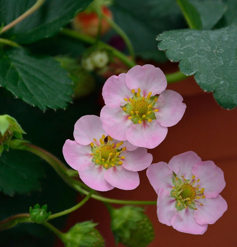 Garten Erdbeere Rosana F1 - Fragaria Ananassa 3 Garten Erdbeere Rosana F1 - Fragaria Ananassa