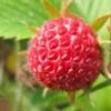 Garten Erdbeere Senga Segana - Fragaria Ananassa 2 Garten Erdbeere Senga Segana - Fragaria Ananassa -Tom 's Orchard Fragaria ananassa Senga Segana