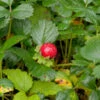 Teppich Erdbeere - Fragaria Chiloensis 1 Teppich Erdbeere - Fragaria Chiloensis -Tom 's Orchard Fragaria chiloensis Chaval