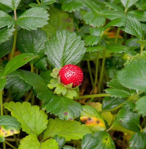 Teppich Erdbeere - Fragaria Chiloensis 2 Teppich Erdbeere - Fragaria Chiloensis